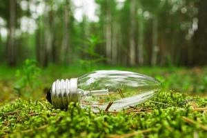 Siberia, Russia. A light bulb on the grass on the background of a forest. photo