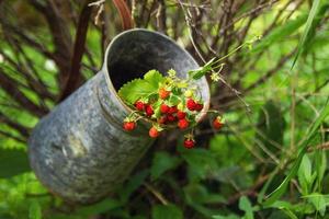 Berries of wild strawberry on branches in an old tin jar. Russia, Siberia. photo