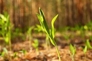 Russia, Siberia. The young fresh green sprouts of a grass in a forest. photo