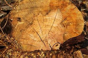 Russia, Siberia. The surface of a stump of tree closeup in a forest. photo