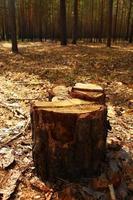 Russia, Siberia. A stump of tree closeup in a forest. photo