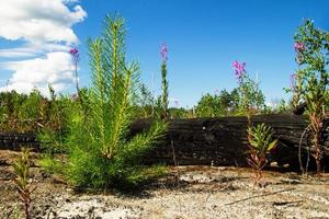 The young pine on the sandy soil in a burn forest. Russia, Siberia. photo