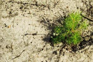 The young pine on the sandy soil in a forest, top view. Russia, Siberia. photo