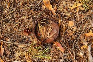 rusia, siberia. lata rasgada en agujas de pino en un bosque. foto