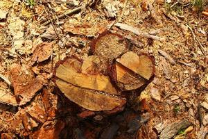 rusia, siberia. la superficie de un tocón de árbol closeup en un bosque. foto