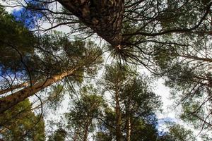 Looking up the trees in a forest on a blue cloudy sky background in Siberia, Russia. photo