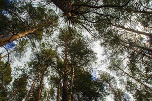 Looking up the trees in a Siberian forest on a blue sky background in Russia. photo