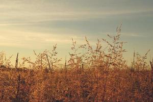 Landscape with yellow grass on sunrise early autumn morning. photo