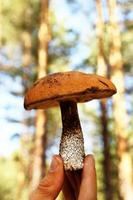 Mushroom in the man hand on a background of summer forest. photo