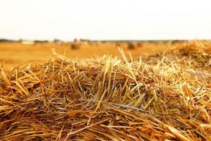 pila de primer plano de heno en un campo con hierba amarilla seca en una puesta de sol. foto