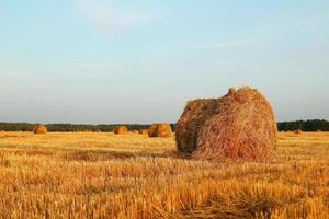 campo con hierba amarilla seca y montones de heno en una puesta de sol. paisaje de otoño foto