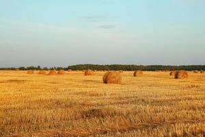 Field with dry yellow grass and haystacks on a sunset. Autumn landscape. photo