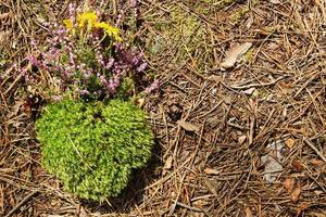 Green dry moss with wild purple and yellow flowers on a forest litter from needles and cones, top view. photo