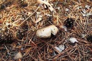 Growing mushroom on a ground with needles, branches and pine cones in a forest. Toned photo. photo