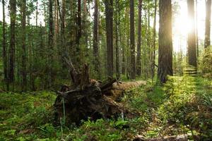 The fallen tree at the pine forest on sunrise. photo