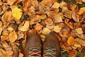 Top view on woman brown shoes on a background of colorful dry autumn leaves. photo