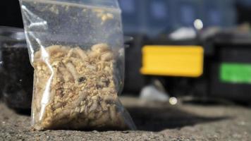 A small bag of sawdust and maggots. Live bait for fishing. Fly larvae are good bait for catching any fish. Fishing. The topic is bait for carp, bream, perch, crucian fish. Bait for fishing. photo