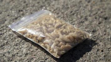 A small bag of sawdust and maggots. Live bait for fishing. Fly larvae are good bait for catching any fish. Fishing. The topic is bait for carp, bream, perch, crucian fish. Bait for fishing. photo