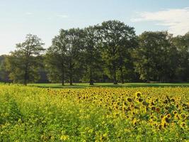 girasoles en westfalia foto