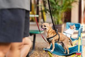 Chihuahua dog standing on a chair outdoor. photo