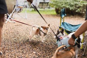 grupo de chihuahua pedigrí familia de tres jugando juntos. foto