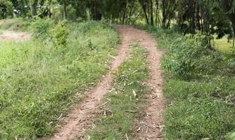 road in the park garden forest wood among the trees nature landscape. photo