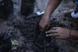 primer plano de la mano de una mujer trasplantando una plántula en una bolsa de vivero. foto