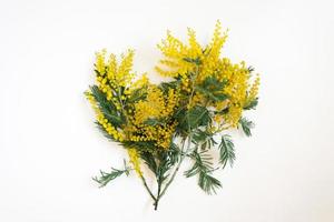 Branch of mimosa flowers on white background. Flat lay, top view. photo