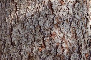 Bark of tree. Rough material. Pine tree bark texture. Aged and dry tree bark. Grey and red bark. photo