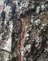 Lichen on the trunk of a tree bark. Tree bark texture. photo