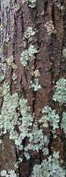 Lichen on the trunk of a tree bark. Parmelia sulcata texture. photo