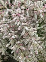 Close-up of a branch of tamarix with white-pink buds and flowers in spring. Vertical orientation, selective focus