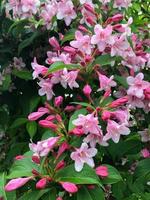 Weigela branch in May with flowers and buds, vertical orientation, selective focus