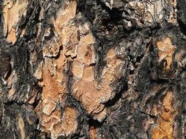 Heart-shaped bark on a pine trunk. Valentine's Day. Horizontal orientation photo