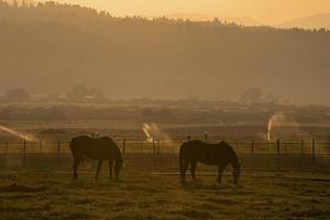 Horses grazing on grassy field in ranch against mountain during sunset photo