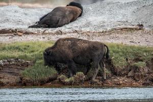 Bisons grazing and relaxing at lakeshore in forest at Yellowstone National park photo