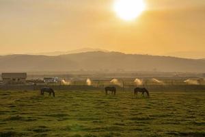Horses grazing on grassy field in ranch with orange sky in background