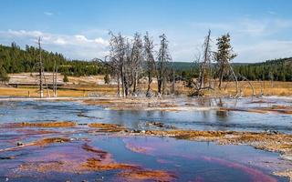Dead trees amidst geothermal landscape at geyser basin in Yellowstone park photo