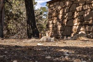 ardilla en tierra por pared rocosa y árboles en el bosque foto