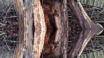 Wooden Brown Structure in a Park photo