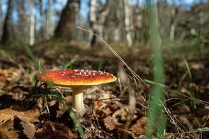 amanita muscaria a la luz del sol, en el bosque. hermoso hongo venenoso, en hojas secas. foto