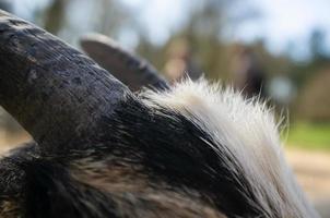 goat horns and upper part of the head with wool photo