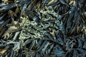 Fresh marine edible seaweed fucus as an abstract background photo