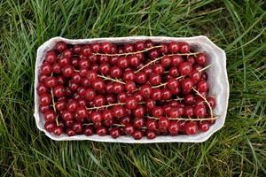 Bright ripe redcurrant in a paper container on a green grass. Top view. photo