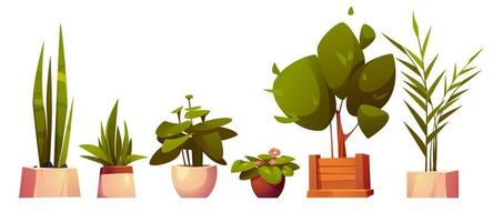 Set of home potted plants and trees in flowerpots