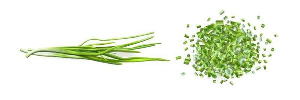 Onion leaves and chopped green chive vector