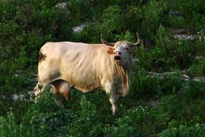 A herd of cows is grazing in a forest clearing. photo