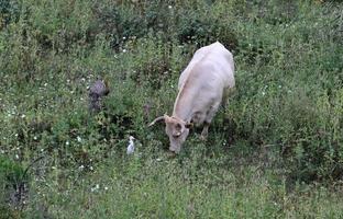 un rebaño de vacas está pastando en un claro del bosque. foto