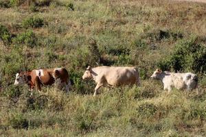 A herd of cows is grazing in a forest clearing. photo