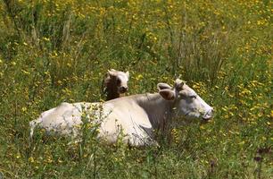 A herd of cows is grazing in a forest clearing. photo